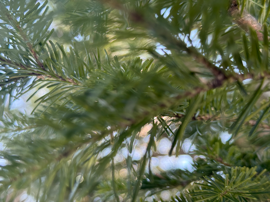 春分、森の気配がほどけはじめる日。